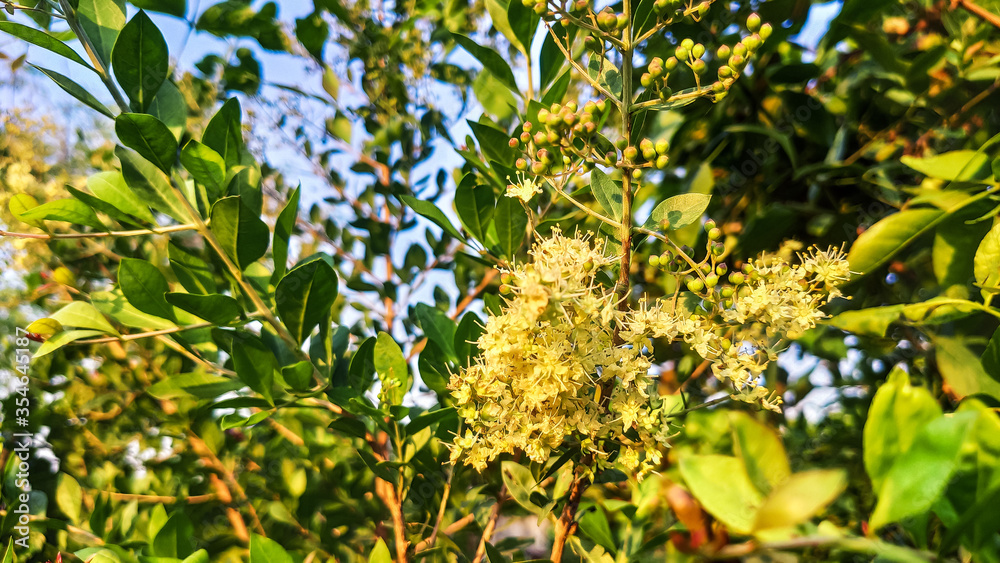 selective focus on small white flowers and green leaves