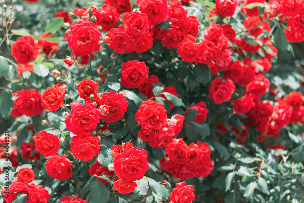 many red roses with green leaves in the garden, close-up, the natural background many red roses with green leaves in the garden, close-up, the natural background