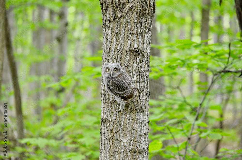 Baby Eastern Screech Owl perched on a tree Baby Eastern Screech Owl perched on a tree