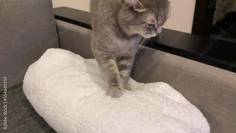 The cat kneaded paws. Close up cat paws kneading pushing claws in and