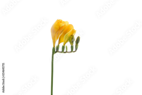 Freesia. Close up beautiful flower isolated on white studio background. Design elements for cutting. Blooming, spring, summertime, tender leaves and petals. Copyspace.