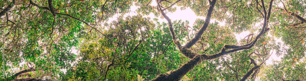 Fototapeta premium Anda Forest in Tenerife, Canary Islands