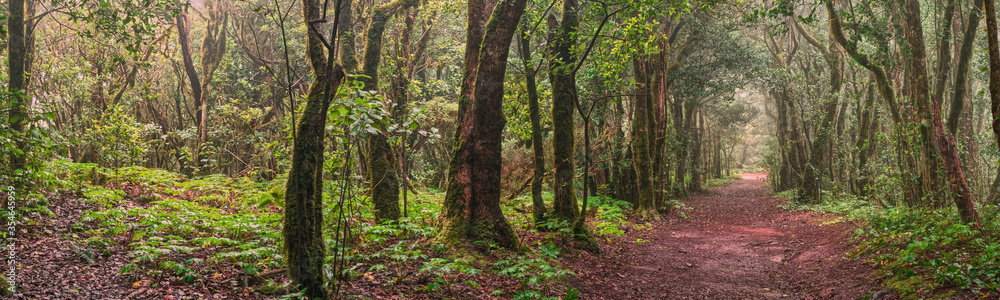Anda Forest in Tenerife, Canary Islands