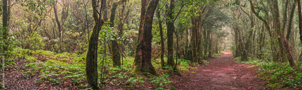 Anda Forest in Tenerife, Canary Islands Anda Forest in Tenerife, Canary Islands