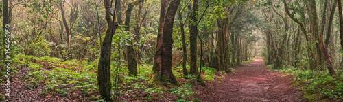 Anda Forest in Tenerife  Canary Islands