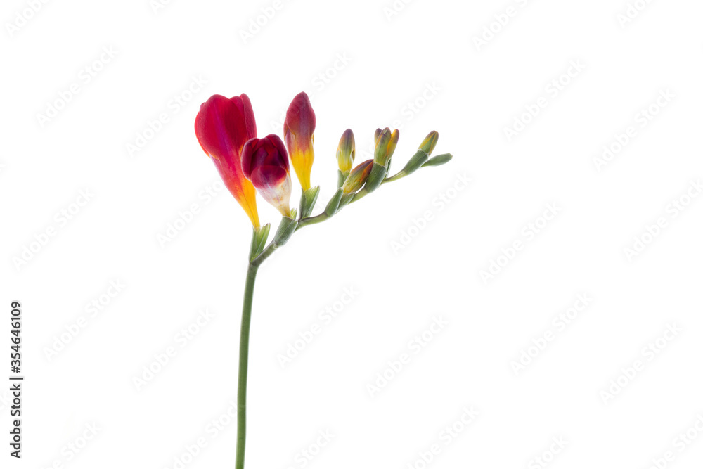 Freesia. Close up beautiful flower isolated on white studio background. Design elements for cutting. Blooming, spring, summertime, tender leaves and petals. Copyspace. Freesia. Close up beautiful flower isolated on white studio background. Design elements for cutting. Blooming, spring, summertime, tender leaves and petals. Copyspace.