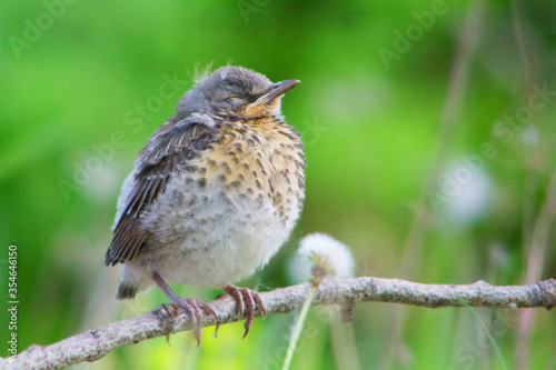 Thrush bird sitting on branch on background of green grass