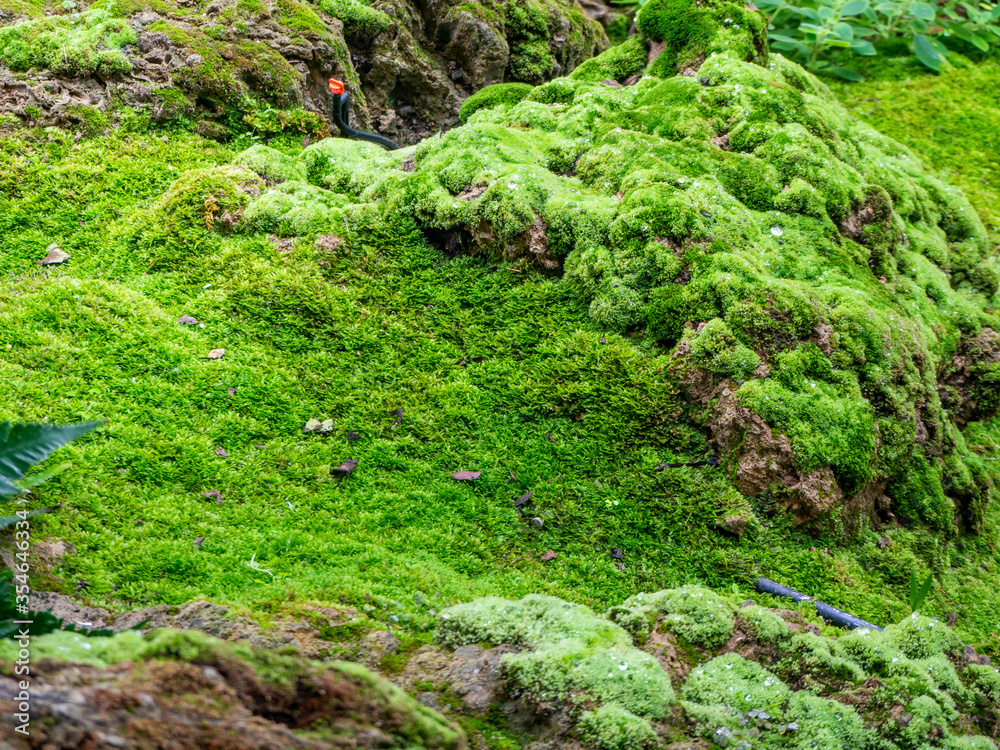 fern and moss and little plant growing on rock fern and moss and little plant growing on rock