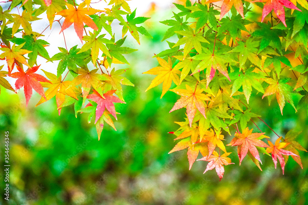 Vivid colorful autumn maple leaves with blurred bokeh background Vivid colorful autumn maple leaves with blurred bokeh background