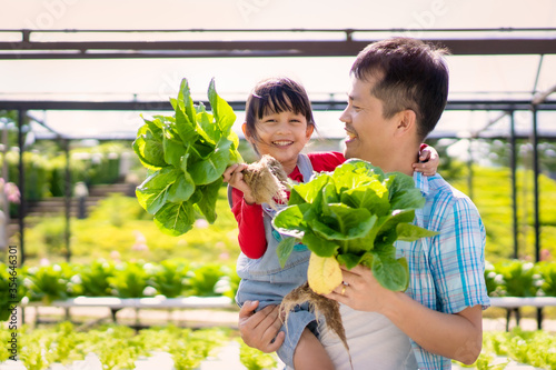 Asian father and daughter are helping together to collect the fresh hydroponic vegetable in the farm, concept gardening and kid education of household agricultural in family life style.