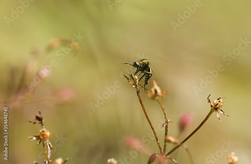 bee on a flower © abdul gapur dayak