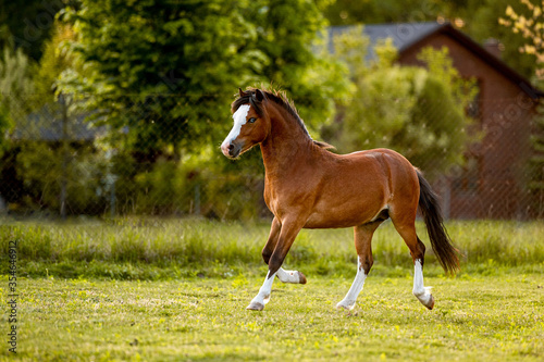 Obraz na plátně Beautiful stunning welsh mountain pony young helathy stallion running and posing on pasture on golden hour