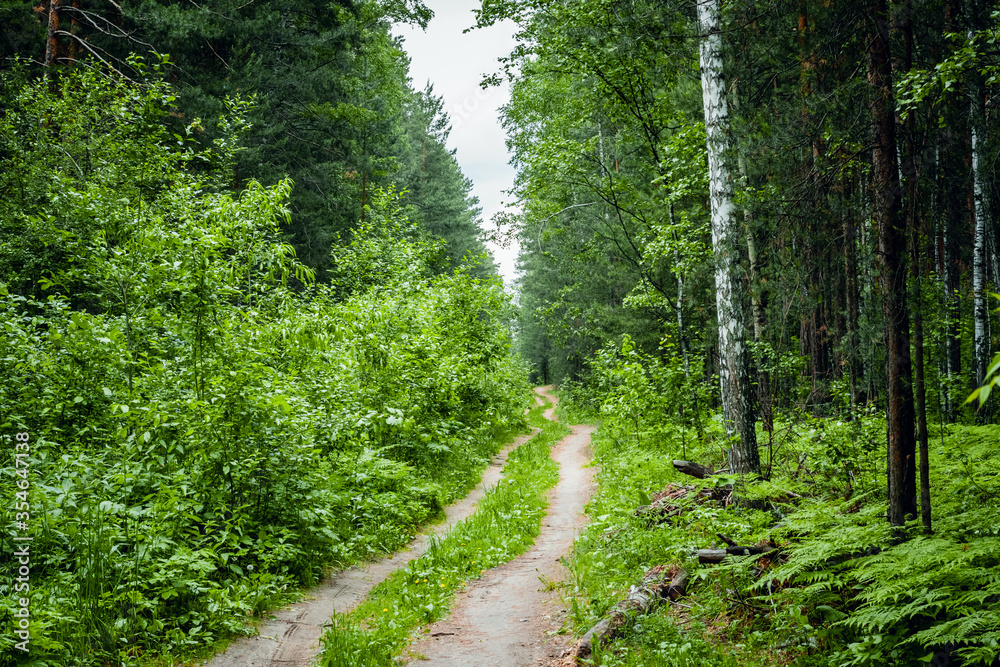 Walkway Lane Path With Green Trees in Forest. Beautiful Alley In Park. Pathway Through Forest Walkway Lane Path With Green Trees in Forest. Beautiful Alley In Park. Pathway Through Forest