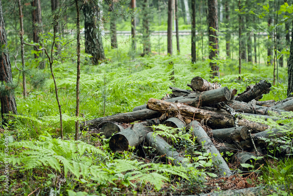 Deforestation, forest clearing, in leafless deciduous forest. Sawn tree trunks in the forest. Freshly cut trees. Pile of firewood. Deforestation, forest clearing, in leafless deciduous forest. Sawn tree trunks in the forest. Freshly cut trees. Pile of firewood.