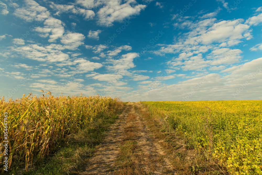Obraz premium summer time idyllic field yellow and green color scenery with dirt trail and horizon line background view in clear weather day