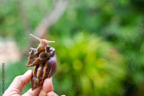The hand is holding the snail and the bokeh background.