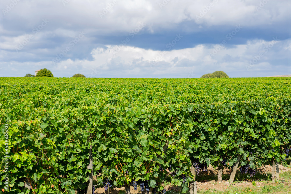 Vineyard at the rural fields