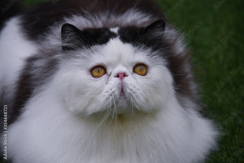 Persian Cat