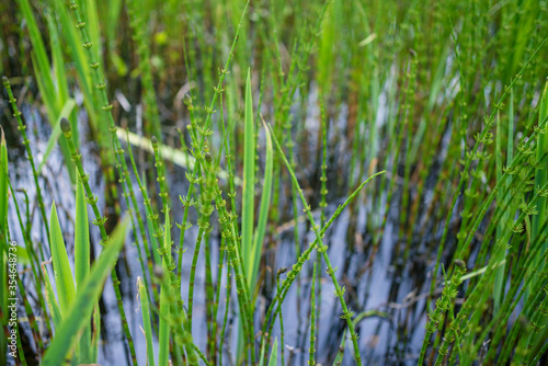 Swamp greenery © Mari Mur