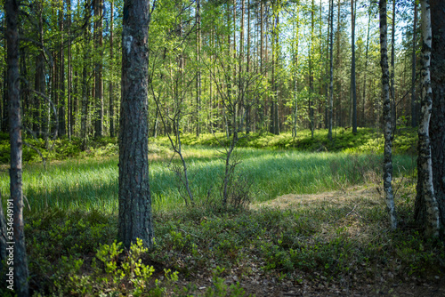 nature path