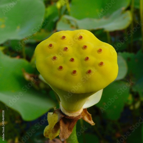 Yellow Seed Pod Head of Lotus Flower Wetlands Plant photo