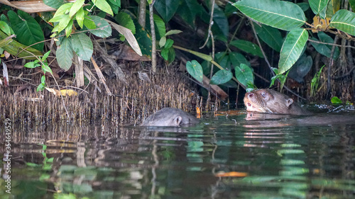 Amazon Giant River Otter