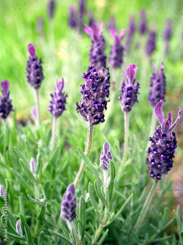 French lavender flowers. Close up. 