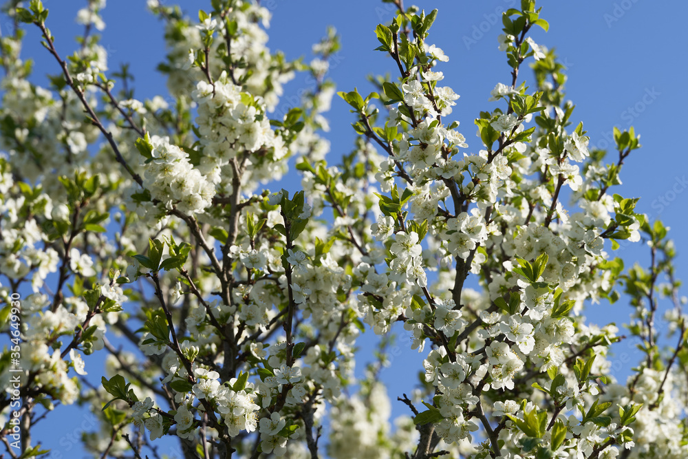 Apple blossoms bloom on a spring day