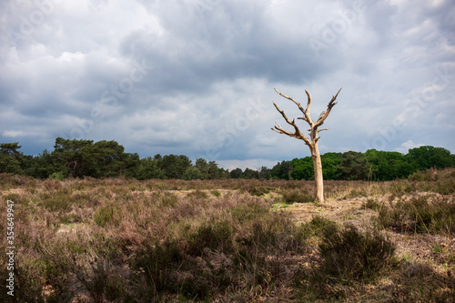 Dry tree and land in the Belgian/Dutch border nature park Kalmthoutse Heide. The park suffers from drought and fire alerts every summer
