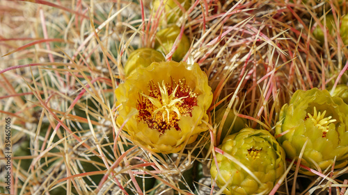 yellow cactus flower