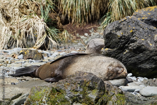 Sleeping male fur seal on the rocky beach of  Cape Rosa  on South Georgia.