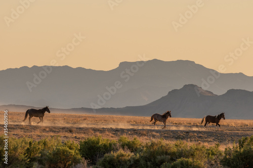 Wild Horses in Spring in the Utah Desert