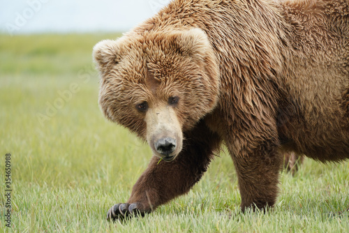 Female Brown Bear