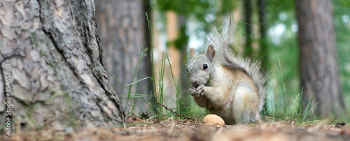 A squirrel is sitting in the forest eating a walnut. Wildlife. Summer