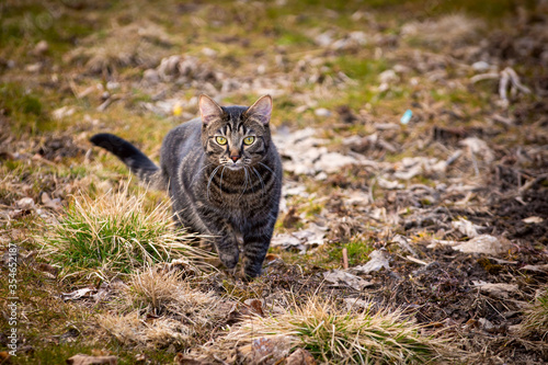 Cat on a walk on the background of grass