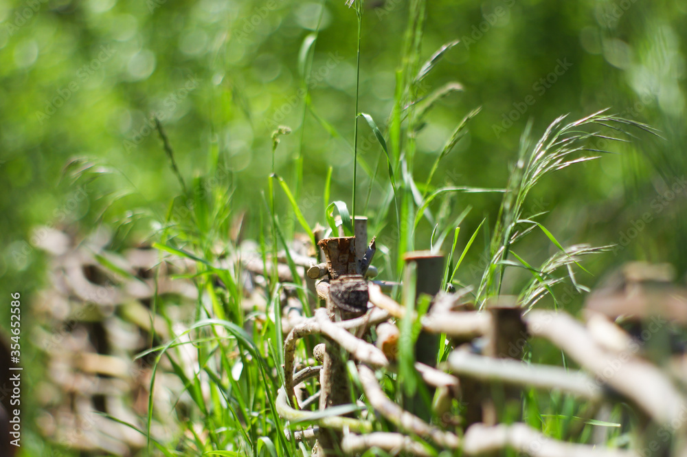 Fototapeta premium wicker hedge young spring grass, illuminated by the Sun