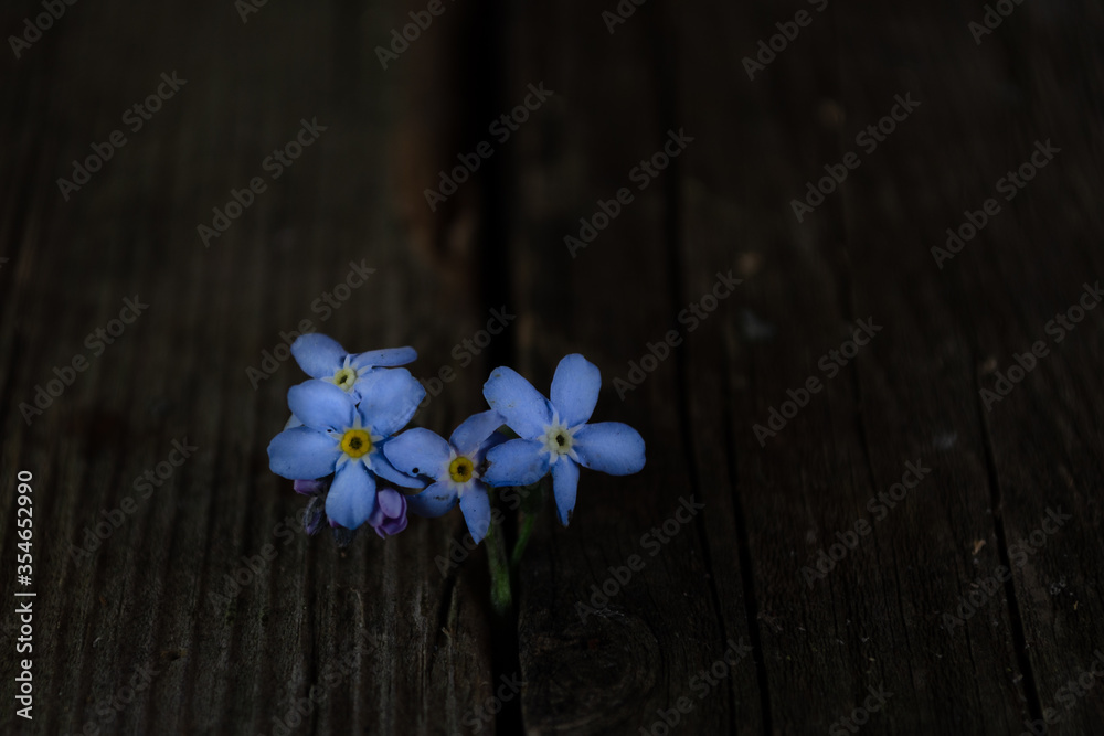 Flowers of red, white and blue lie on an old wooden surface. Flowers of red, white and blue lie on an old wooden surface.