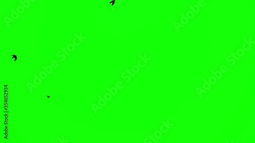 a flock of black crows flies fast on the green screen