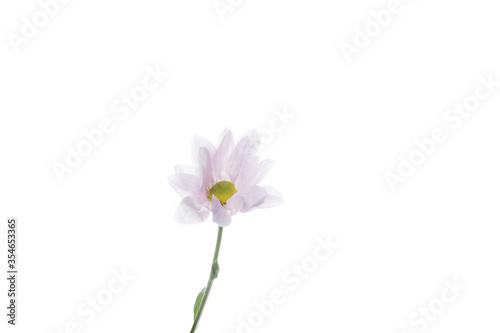 Chrysanthemum barolo purple  pink. Close up beautiful flower isolated on white studio background. Design elements for cutting. Blooming  spring  summertime  tender leaves and petals. Copyspace.