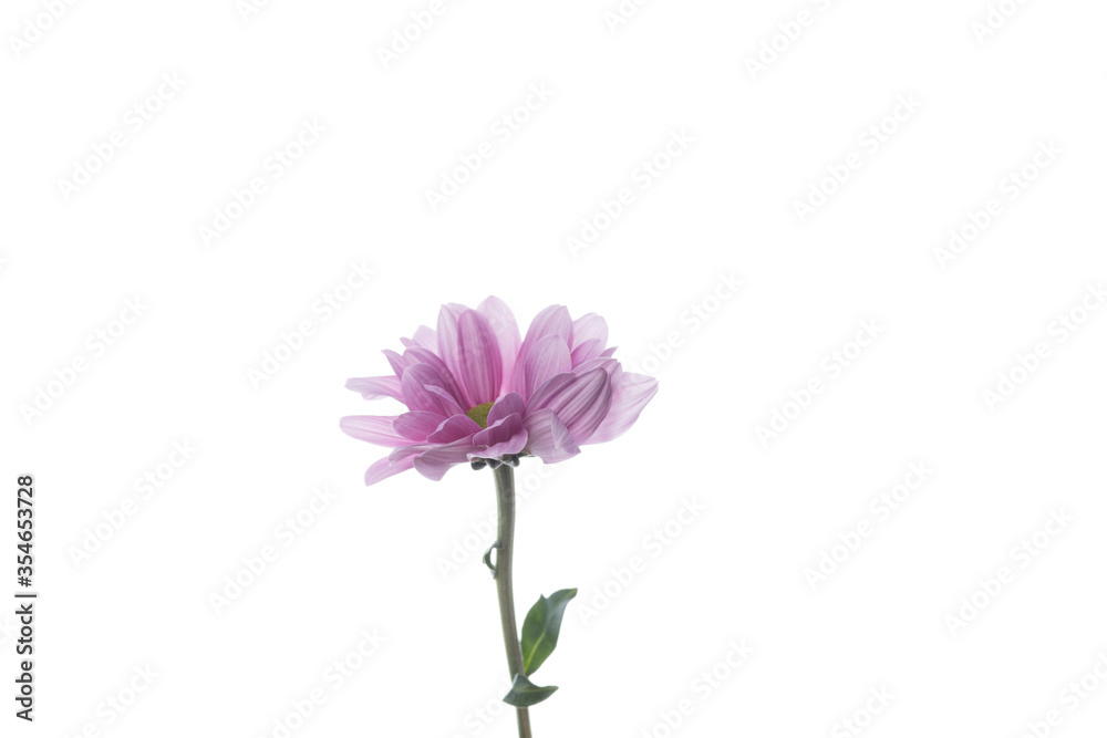 Chrysanthemum barolo purple, pink. Close up beautiful flower isolated on white studio background. Design elements for cutting. Blooming, spring, summertime, tender leaves and petals. Copyspace.