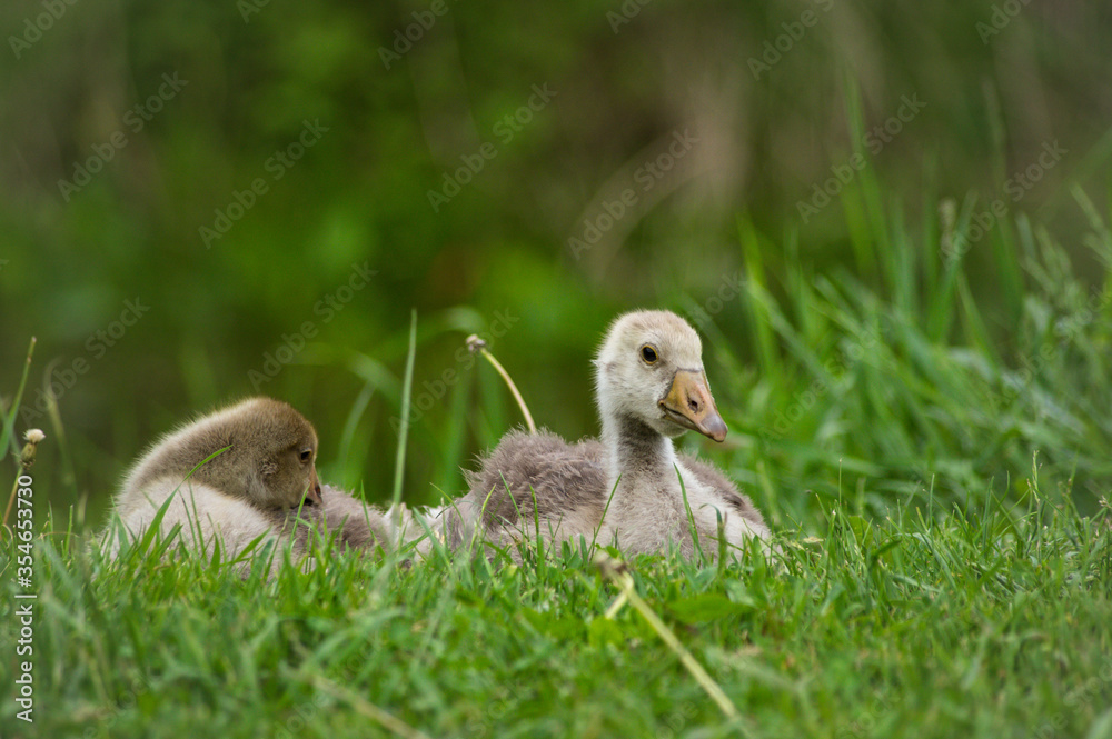 Obraz premium little goslings resting on the young green grass