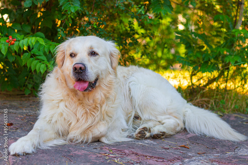 Labrador golden retriever dog in susnset time in a garden lying on a stone floor