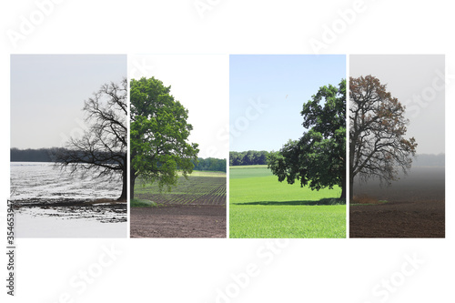Abstract image of lonely tree in winter without leaves on snow, tree in spring on grass, tree in summer on grass with green foliage and autumn tree with as symbol of four seasons