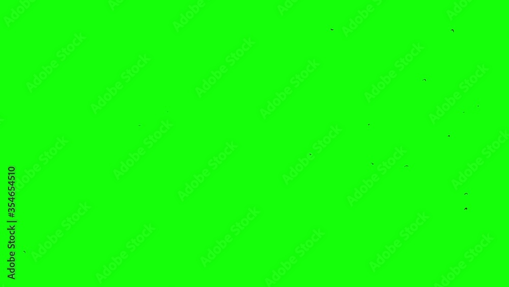 green screen black crows fly all over the frame