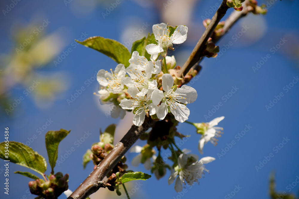 White cherry blossoms burst from a cherry tree branch against a clear blue spring sky in Ontario, Canada White cherry blossoms burst from a cherry tree branch against a clear blue spring sky in Ontario, Canada