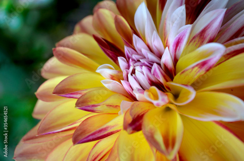 Radiant macro of a multi coloured pink and yellow dahlia from Ontario, Canada