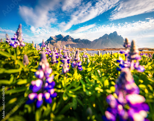 Impressive summer view of Stokksnes cape with flooming loopine flowers. Sunny morning scene of Iceland with Vestrahorn (Batman) Mountain on background. Beauty of nature concept background. photo