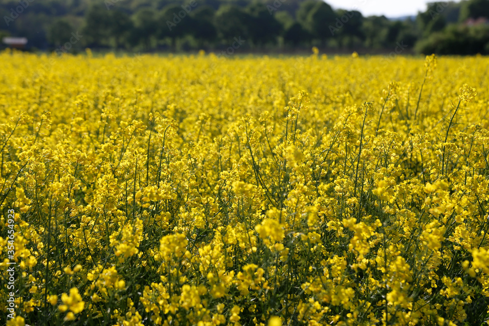 Canola oilseed rape flowers selective focus in field Canola oilseed rape flowers selective focus in field