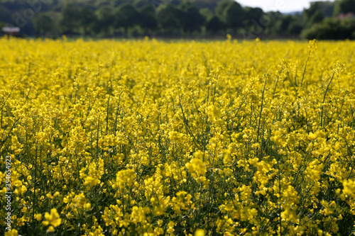 Canola oilseed rape flowers selective focus in field © fotofox33