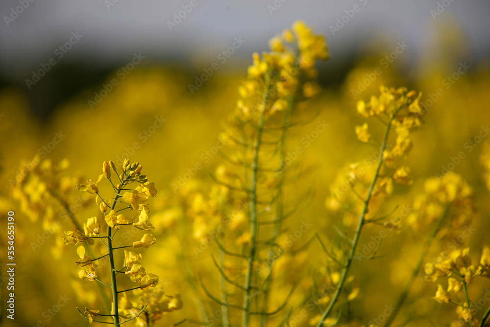 Canola oilseed rape flowers selective focus in field Canola oilseed rape flowers selective focus in field